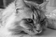 P1130742　猫の日