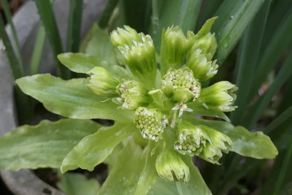P1079831　蕗の花