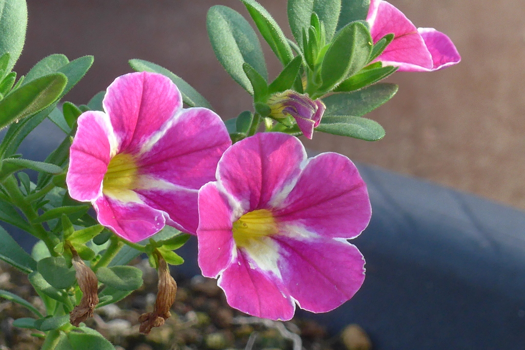 P1280073　愛らしく