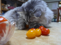 ミニトマトとねこさん