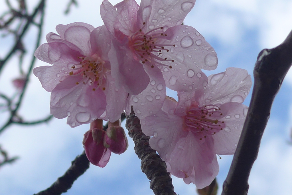 P1340827　雨上がりの河津桜