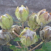 P1310758　花が終わって（芙蓉）