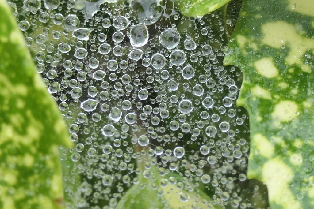 P1080818　蜘蛛の糸と雫