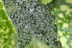 P1080818　蜘蛛の糸と雫