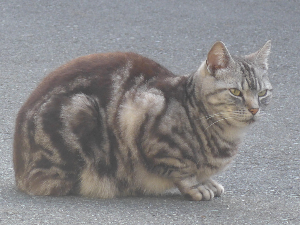 P1090225　お隣のネコ君