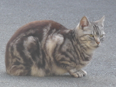P1090225　お隣のネコ君