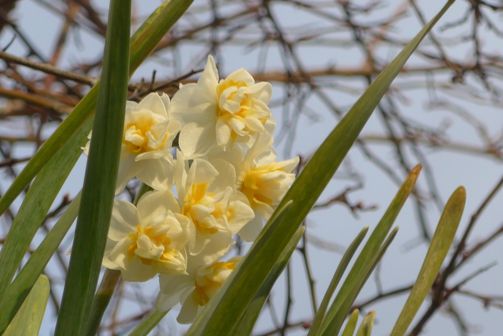 P1290282　スイセン