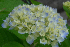 P1090497　咲き始めの時