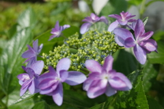 R0353171　ダンスパーティー