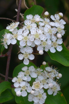 P1320662　野山に咲く