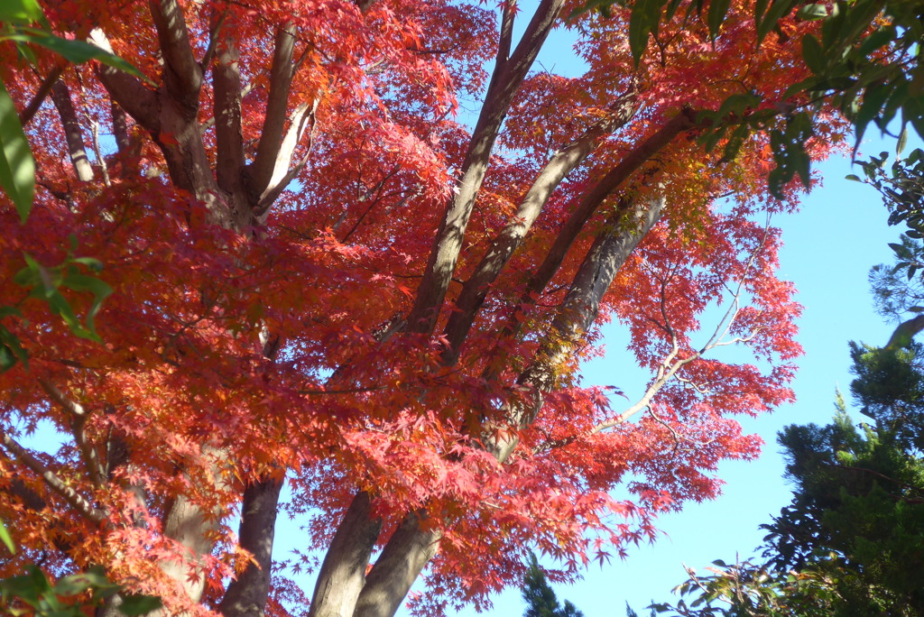P1340680　紅葉