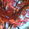 P1340680　紅葉