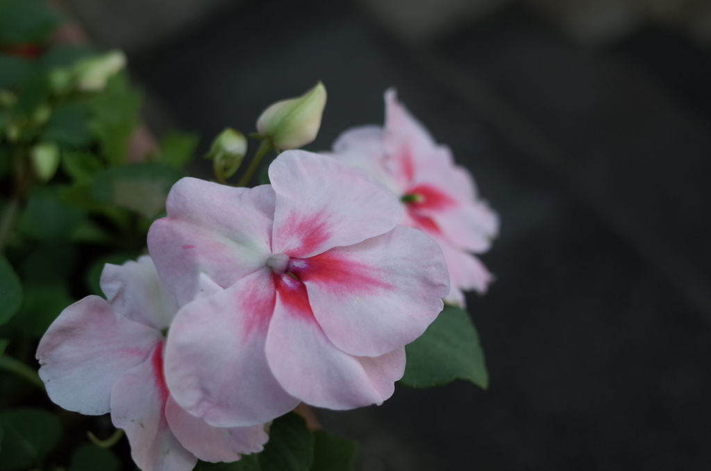 R0352404　インパチェンス
