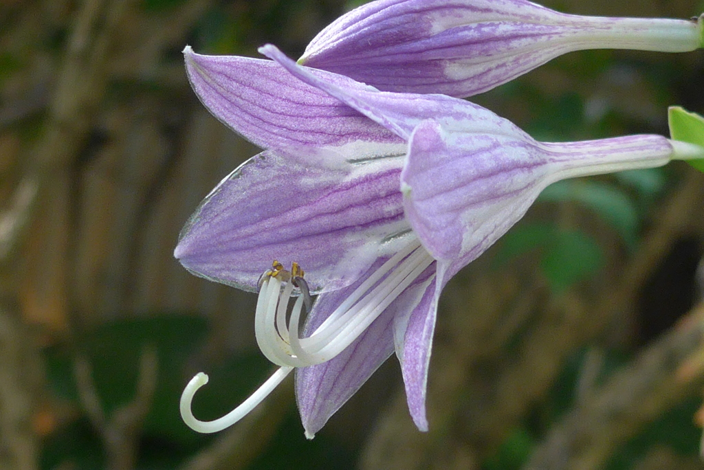 P1100516　ギボウシ