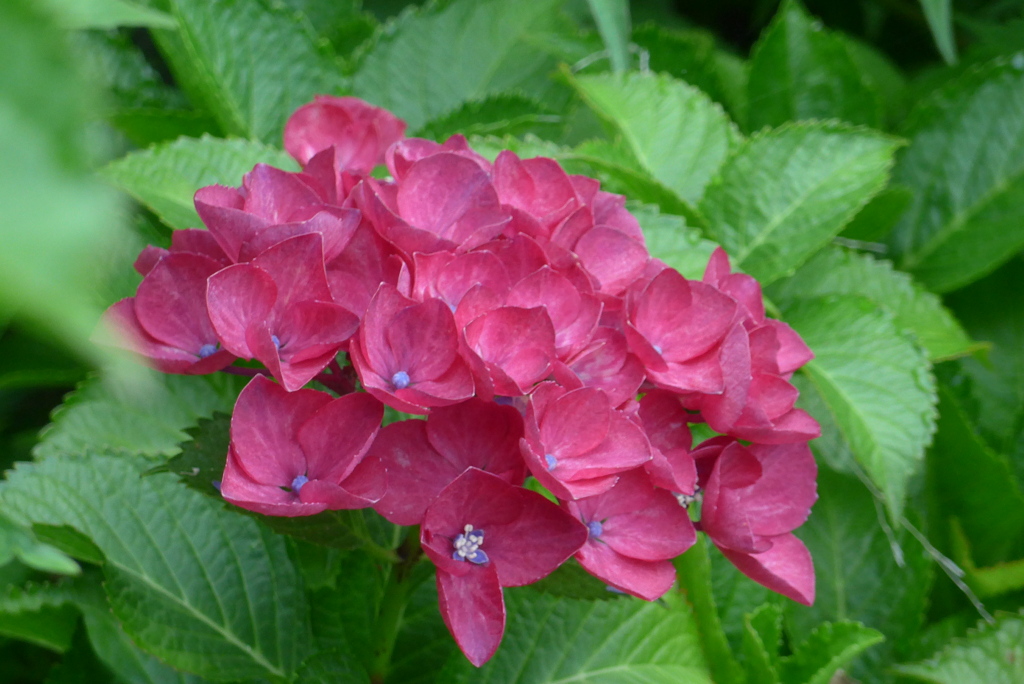 P1300685　あじさい