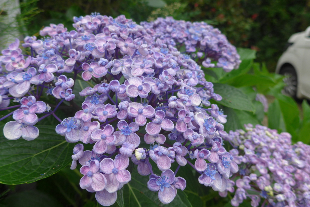 P1300652　ポップコーン（あじさい）