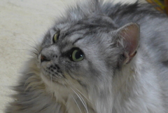 P1100420　ねこさん