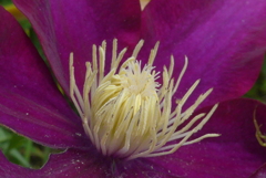 P1300002　クレマチス