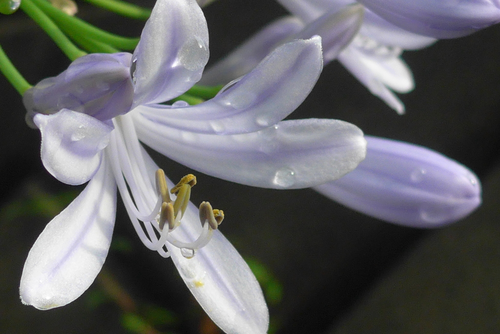 P1300697　アガパンサス