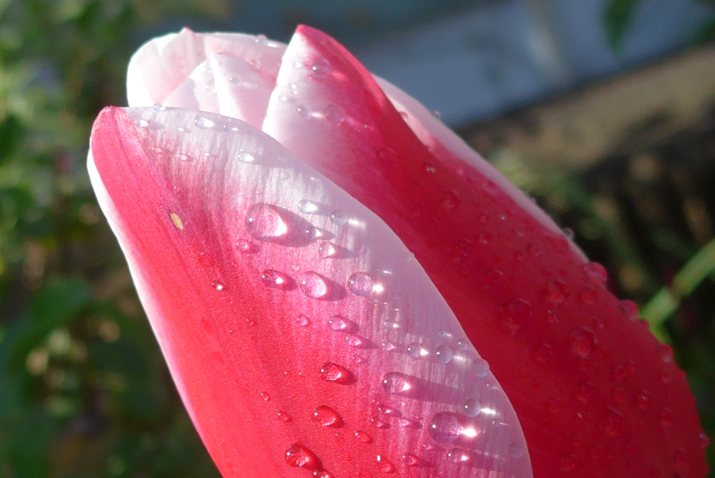 P1210479　水滴と…