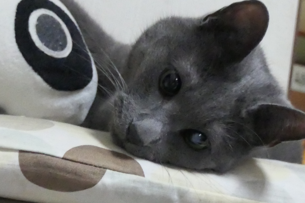 P1046218　ねむい…
