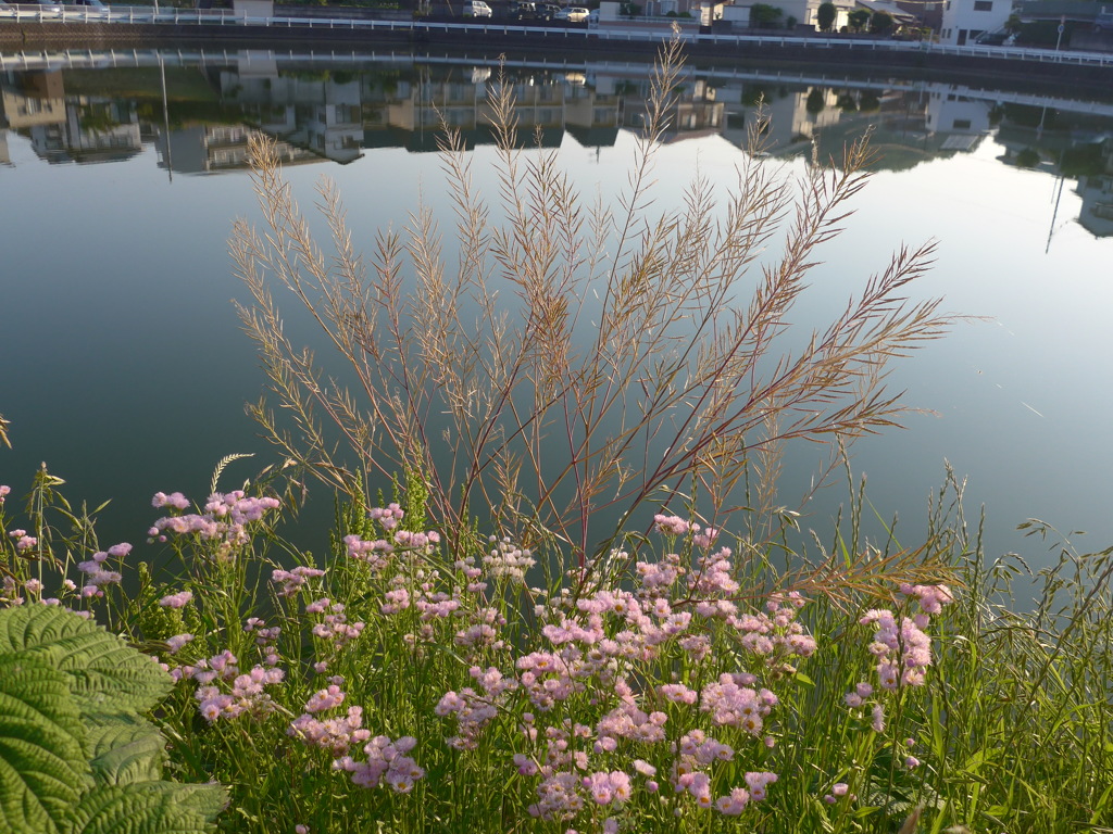 P1150631　静かな水面と野の花