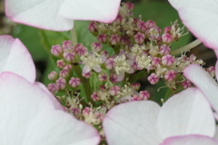 P1012205　そっと…