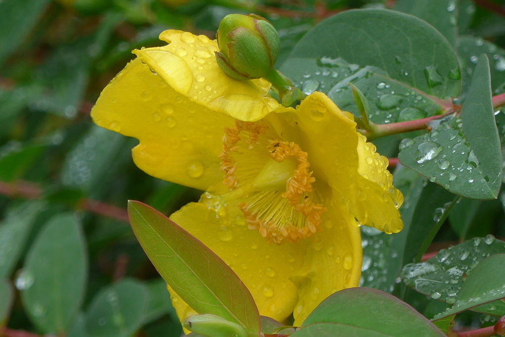 P1270401　雨上がりに