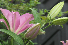 P1068964　雨上がりのカサブランカ