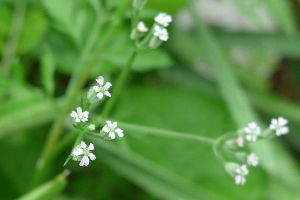 P1150095　ちっちゃいちっちゃい花