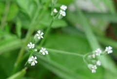 P1150095　ちっちゃいちっちゃい花