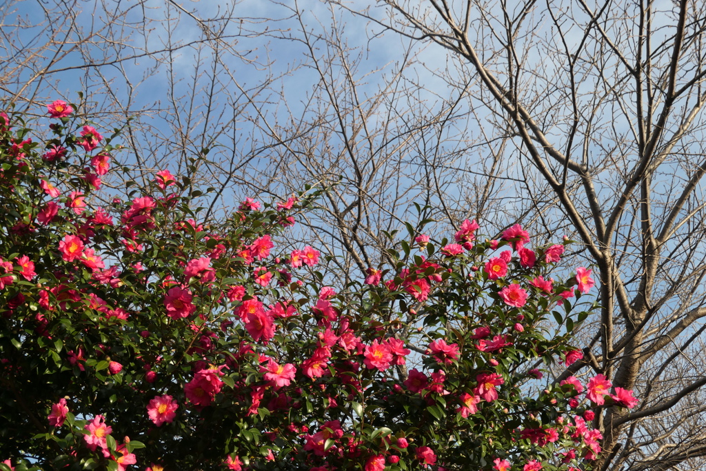 P1034779　初冬の彩り