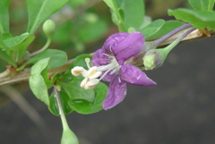 P1300704　路傍の花