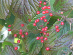 P1180595　赤い実