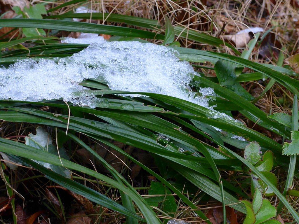 P1070114　雪と…
