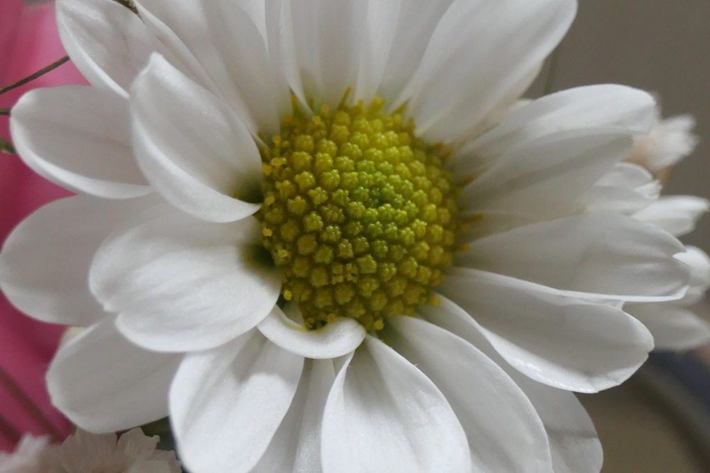 P1023582　切花