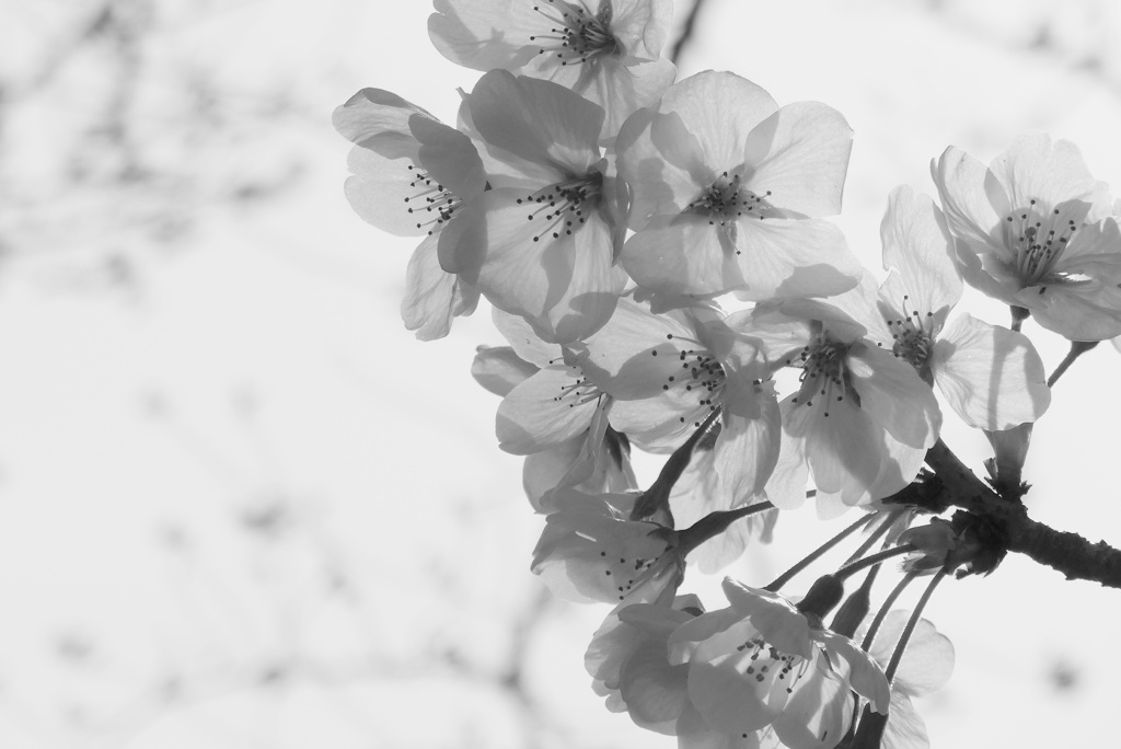 P1210336　透かし桜