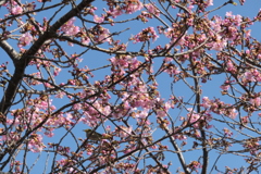 P1035111　春