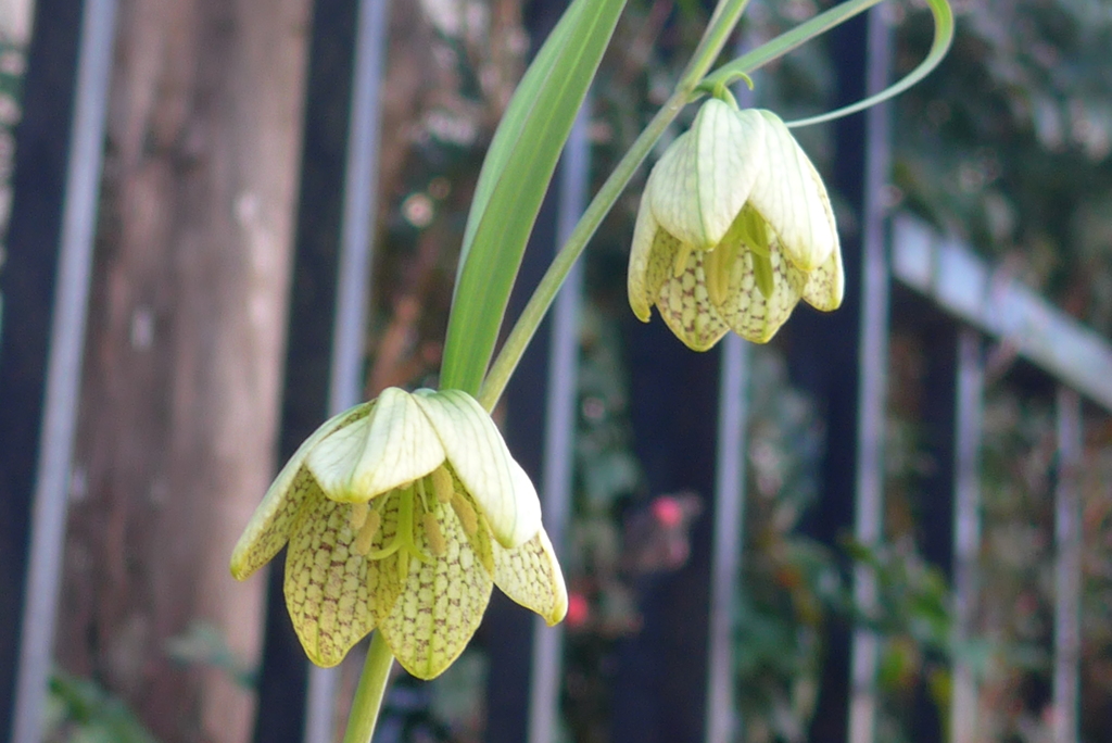 P1140113　バイモ