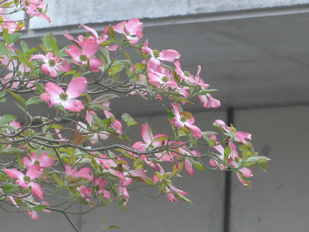 P1080469　ハナミズキ ♪