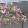 P1080469　ハナミズキ ♪