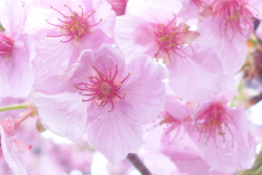 P1370539　河津桜
