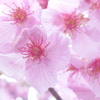 P1370539　河津桜