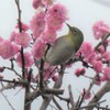 P1023421 (3)　メジロさん