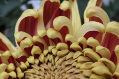 P1069477　菊