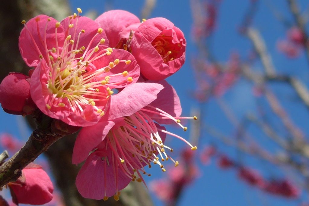 P1390453　紅梅