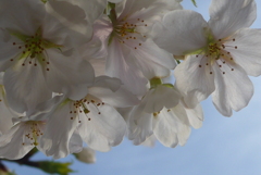 P1370865　大島桜