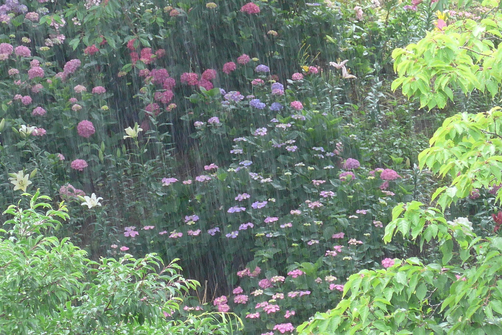 P1160303　雨とアジサイ