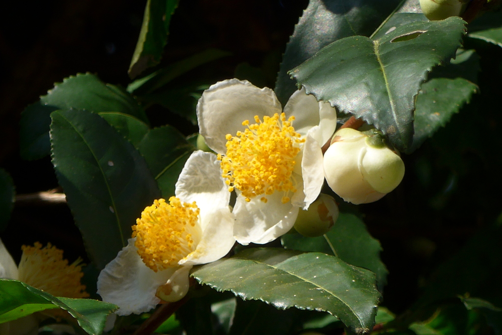 P1310722　お茶の花