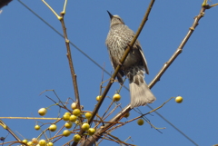 P1190486　黄色い実と鳥さん